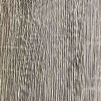 Дуб венецианский